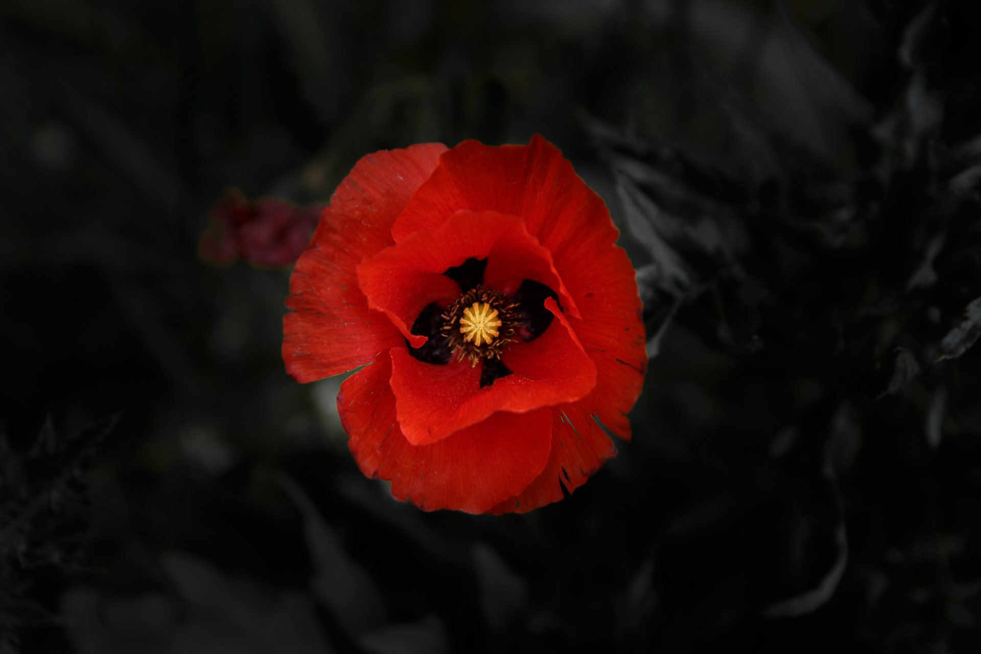 L' Oeil Noir Photographie